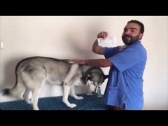 Microchip RFID IP67 Compacto para Identificação de Animais de Estimação 2.12*12mm Transponder de Vidro para Animais