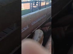 Marcas de ouvido eletrónicas de gado marcas de ouvido eletrónicas de ovelhas marcas de ouvido de animais