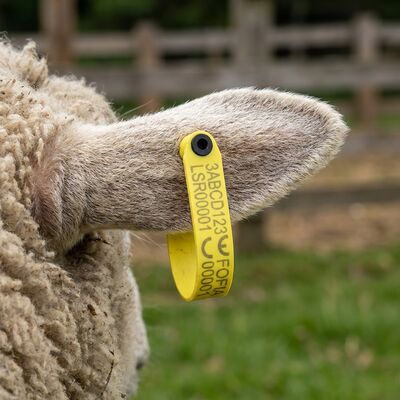 Preço de fábrica RFID Animal Pecuária Código de Barras Eletrônico Etiqueta de Orelha de Cabra Ovelha Etiquetas de Orelha
