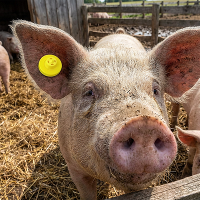 ISO11784/5 FULL ICAR Approved Electronic Ear Tag Waterproof RFID Goat Tag para Gestão de Fazenda