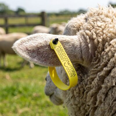 Nova Etiqueta Eletrônica RFID para Ovelhas Fofia, Resistente a Altas Temperaturas, Integrada, Antiderramamento, Codificada a Laser, ET969, Amarela, TPU